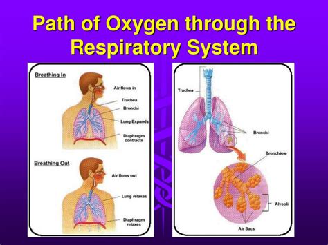 PPT - Introduction to the Body Systems PowerPoint Presentation - ID:243320