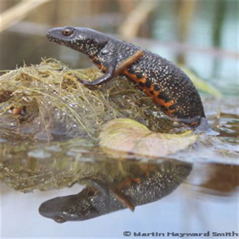 Great crested newt and other amphibian surveys