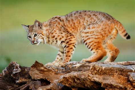 Bobcat control in Texas. Wildlife biologist and outdoor writer… | by ...