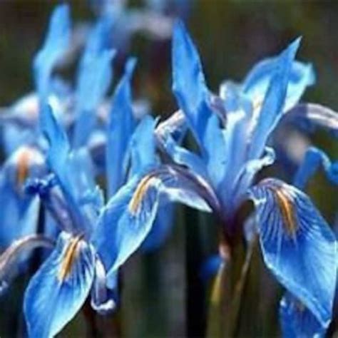 Dark Blue Iris Missouriensis Flower Seeds / Perennial 30 - Etsy