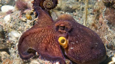 This Octopus Kills Every Shark That Comes Into its Aquarium (VIDEO)