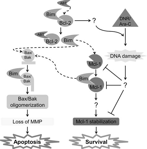 Proposed mechanism of action of ABT-199 alone or in combination with... | Download Scientific ...