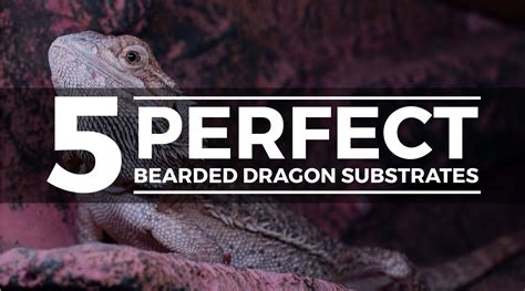 Bearded Dragon Substrates - What to Use and What to Avoid (GUIDE)