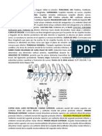 Plicae Palatinae Transversae Und Papilla Incisiva Bei Den Bulgaren 2 | PDF | Boca | Anatomía