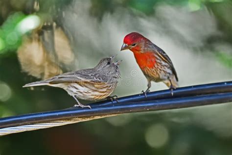 A Male House Finch Feeding His Chick on the Wire Stock Photo - Image of wildlife, feeding: 186313174