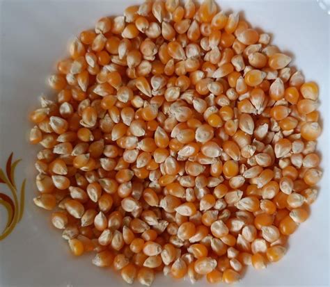 Popcorn Seeds - Wholesale Price & Mandi Rate for Popcorn Kernel in India