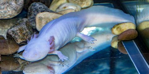 Creature Feature: Axolotl | Assiniboine Park Conservancy