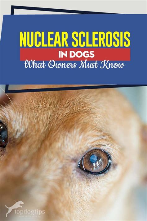 Nuclear Sclerosis in Dogs: What Owners Must Know – Top Dog Tips