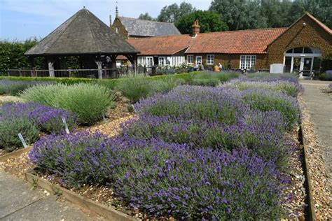 Things to do in Norfolk: Norfolk lavender field where you can prance through a sea of purple ...