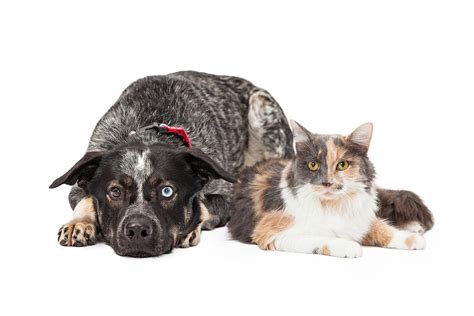 Colorful Cattle Dog and Calico Cat Photograph by Good Focused