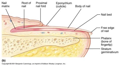 Nail Diagram - Bing Images | Types of nails, Nail tech school ...