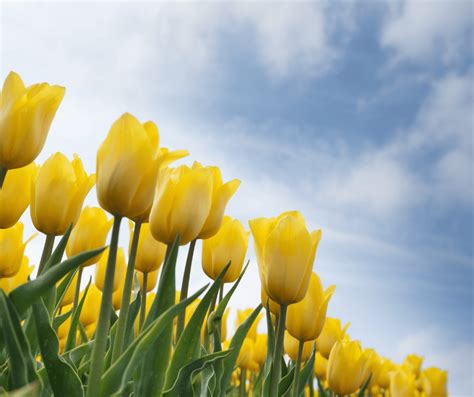 Yellow Tulips: Meaning and Symbolism Explained