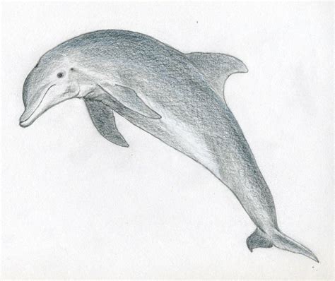 Free Dolphin Drawing Colored, Download Free Dolphin Drawing Colored png ...