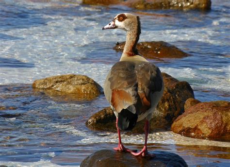 African Waterbirds - Nature & Wildlife Photography