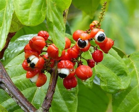 Guarana, Brazil's Versatile Fruit