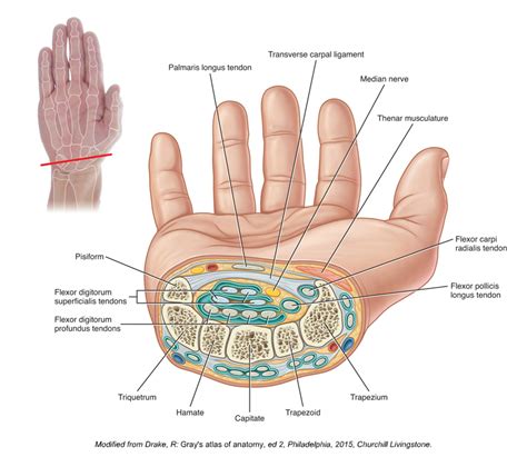 The Unusual Suspects - Flexor Pollicis Longus - Muscle of the Thumb