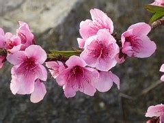 Free photo: Almond Blossom, Steinobstgewaechs - Free Image on Pixabay - 1229140