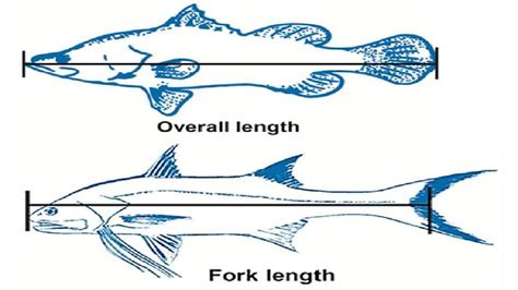 Fish size limits revised | NT News