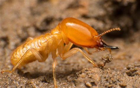 Termite Control In Phoenix, AZ | Overson Pest Control