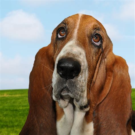 Basset Hound Dog Portrait Free Stock Photo - Public Domain Pictures