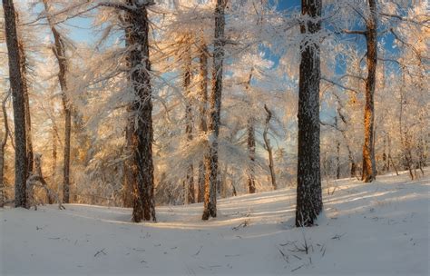 Russian winter forest from a fairy tale · Russia Travel Blog