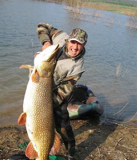 This incredible world record size northern pike weighed in at 52 pounds (24kg) – just a few ...