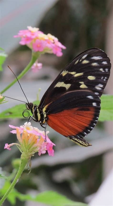 Heliconius butterfly on a flower - About Wild Animals