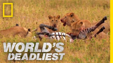 Lions vs. Zebra | World's Deadliest - YouTube