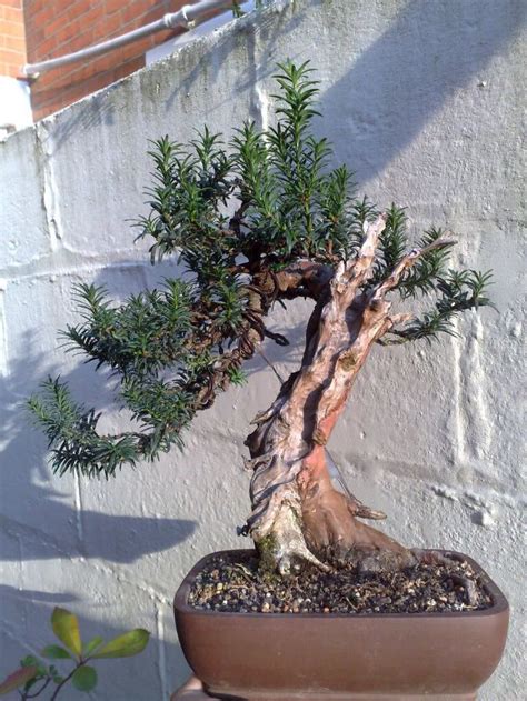 48 Best images about taxus bonsai on Pinterest | Trees, English and ...