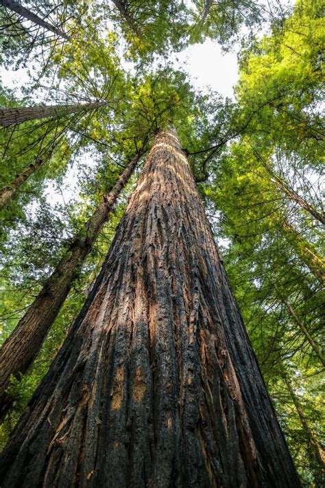 Big Green Tree Forest Trail At Redwoods National Park Spring Stock Image - Image of outdoors ...