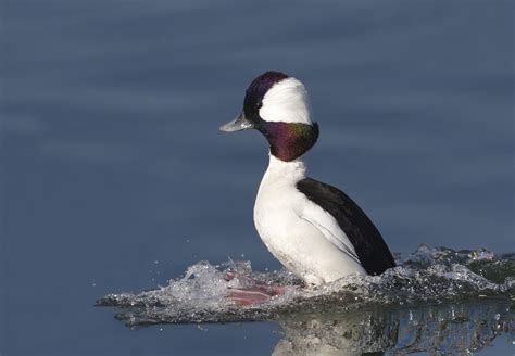 Bufflehead | San Diego Bird Spot