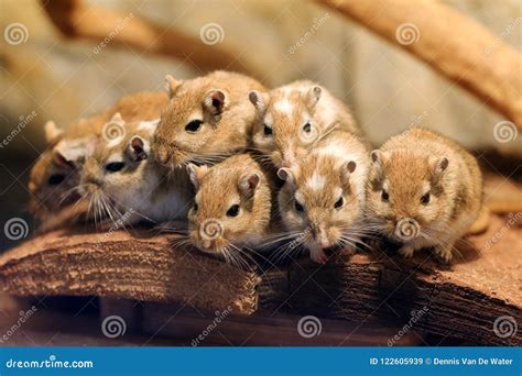 Cute Mongolian Gerbil Family Stock Image - Image of mongolia, domestic ...