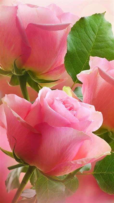 Light Pink Flower Wallpaper (58+ pictures)