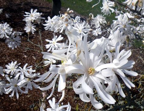 Scented Leaf: Magnolia Stellata