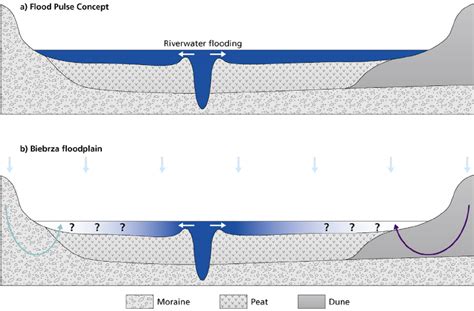 Conceptual cross-sections through the river–floodplain system showing ...