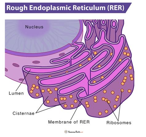 Rough Endoplasmic Reticulum: Definition, Structure, Function