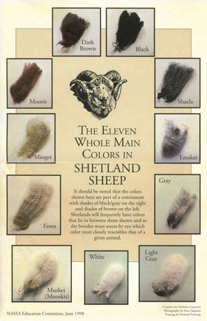 Shetland Fleece Colors Chart | Shetland sheep, Sheep breeds, Spinning wool