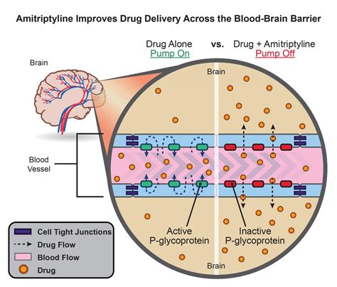 Antidepressant may enhance drug delivery to t | EurekAlert!