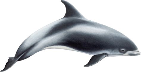 Dolphin PNG image free download