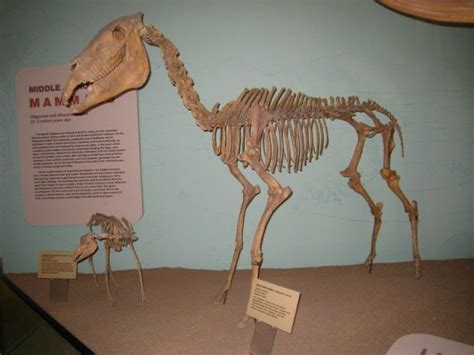 Were Camels Native to North America? The Evidence Says Yes. - The Vintage News