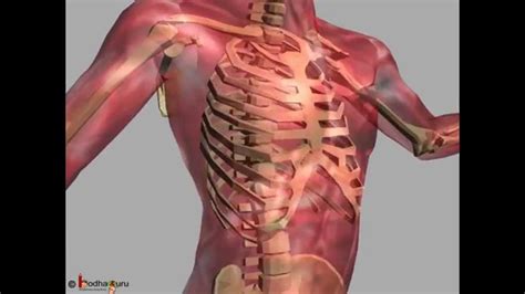 Science - Human skeleton & different joints movement 3D animation ...