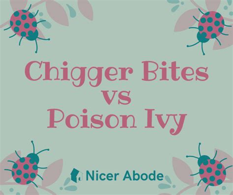 Chigger Bites vs Poison Ivy: 5 Differences