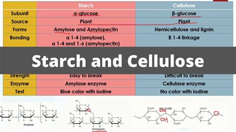 Starch and Cellulose | Differences | Biological Molecules - YouTube