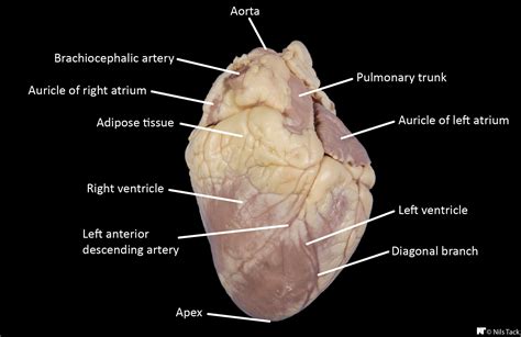 Sheeps Heart Diagram