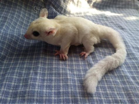 Leucistic Sugar Glider, this particular one has 100% cremeino Het | Sugar glider, Pets, My ...