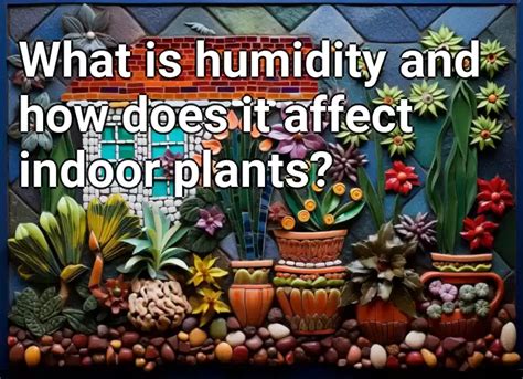 What is humidity and how does it affect indoor plants? – Gardening.Gov ...