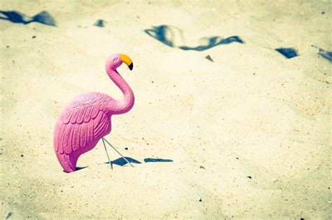 Pink Swan Free Stock Photo - StockSnap.io