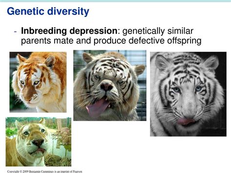 PPT - 009 Biodiversity & Conservation Biology PowerPoint Presentation - ID:6798354