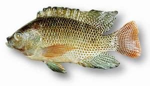 FAO Fisheries & Aquaculture Oreochromis niloticus