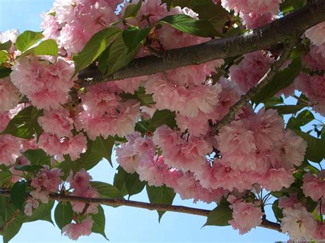 Double Blossoming Cherry Trees IV | Cherry tree, Flowering trees, Beautiful blooms